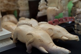 A Q&A on the Adoption of Ban on Domestic Elephant Ivory at CITES Cop17